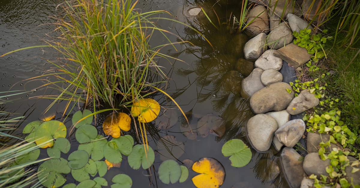 bio ponds